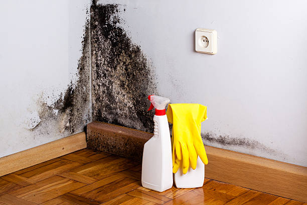 Best Black Mold Removal  in Seven Mile, AZ